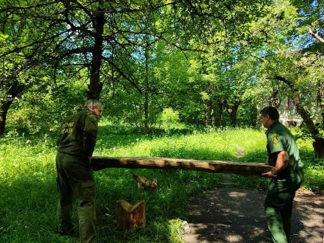 В Подмосковье набирает обороты программа лесовосстановления
