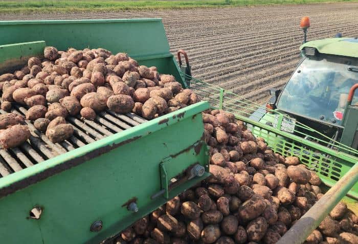 В пойме Оки под Серпуховом начали убирать молодой картофель
