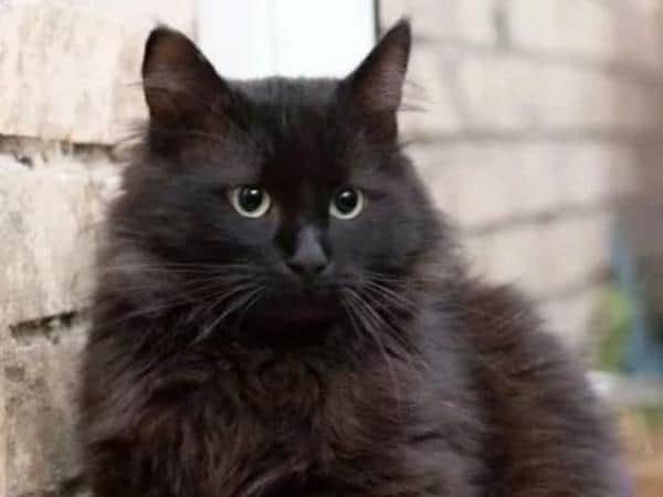 Чёрных кошек перед Хэллоуином не спешат отдавать в добрые руки
