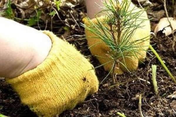 В лесах под Серпуховом на 13,8 гектарах высадили сосны