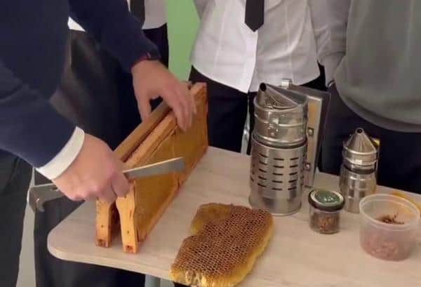 В Серпухове школьники будут учиться пчеловодству прямо на уроках