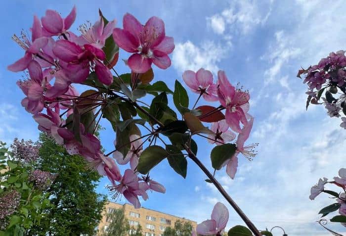 В Серпухове и Пущино зацвели яблони «Роялти» — местная альтернатива сакуре