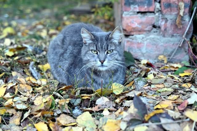 У Серпуховских школьников – осенние каникулы