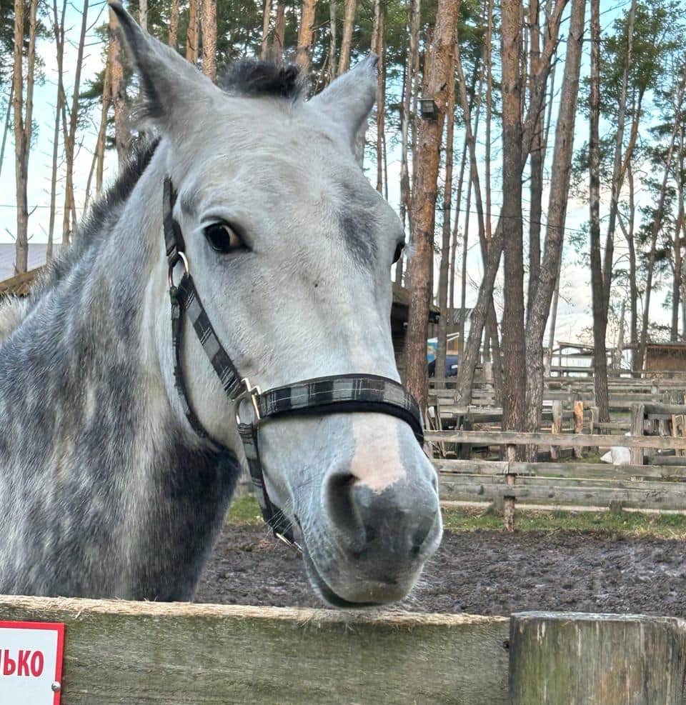 Серпуховский конный клуб отметит 20-летний юбилей