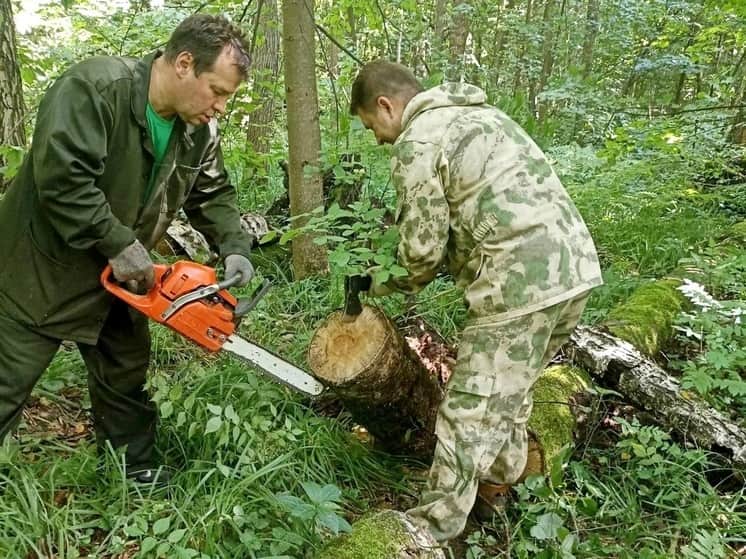 Лес в Серпухове чистят от бурелома: расчищено уже 70 гектаров
