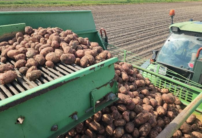 В пойме Оки под Серпуховом начали убирать молодой картофель