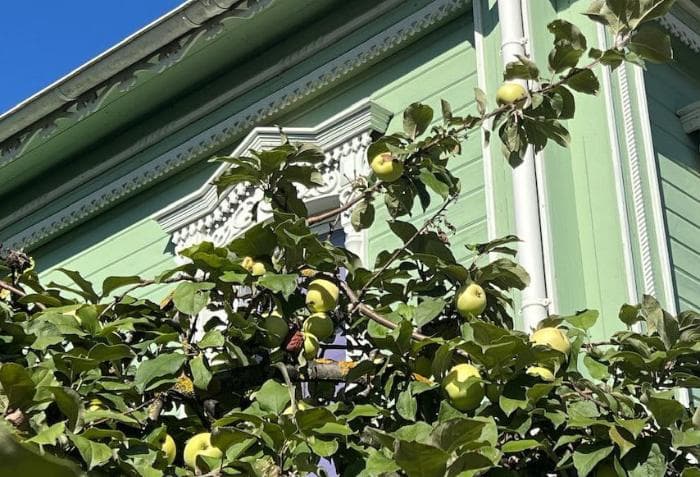 В Минздраве рассказали, как яблоки влияют на нас