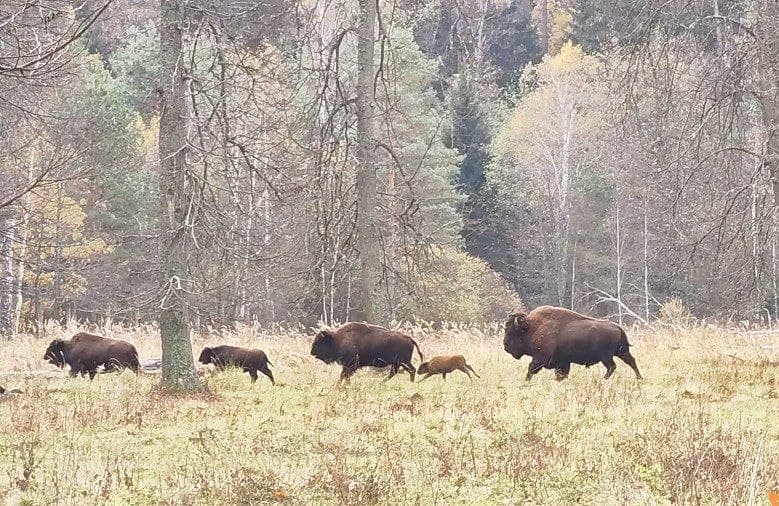У заповедника под Серпуховом пробегут 10, 20 и 30 километров