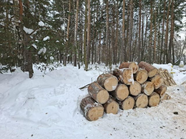Серпуховские лесничие удаляют опасные деревья