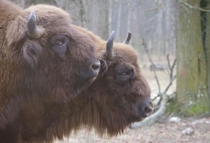 В заповеднике под Серпуховом научат работать с зубрами и птицами