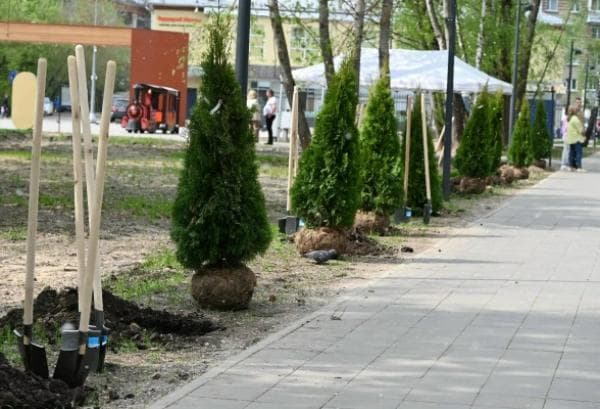 В парке «Питомник» высадили туи для аллеи 34 героев серпуховичей