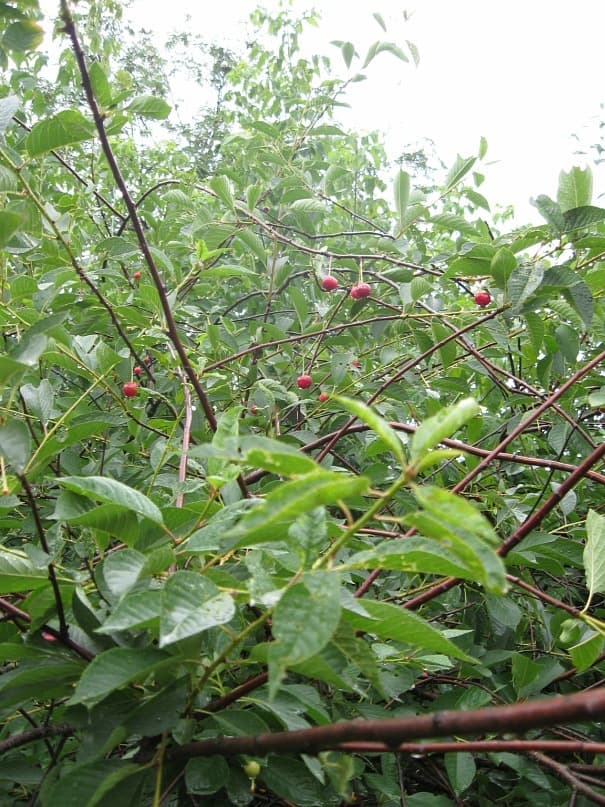 y_67c15237.jpg