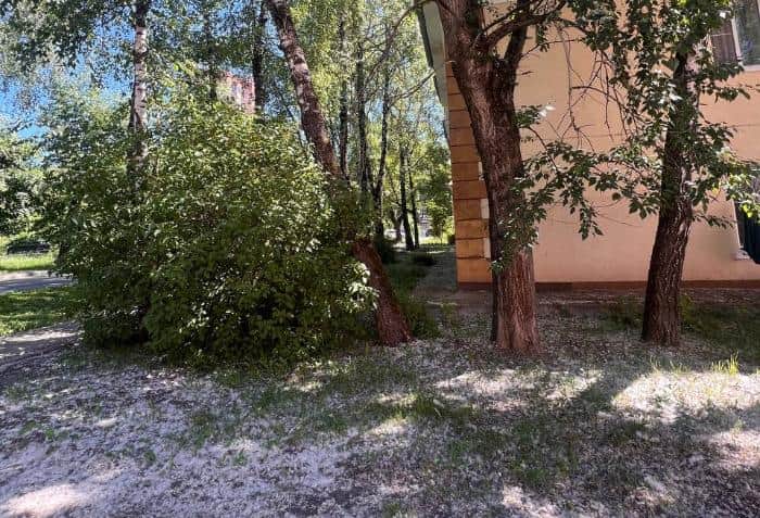 «Тополиный пух, жара, июнь» — в Серпухове это не песня, а сезон