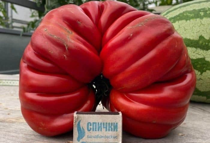 Можайская огородница с огромным томатом поставила рекорд России