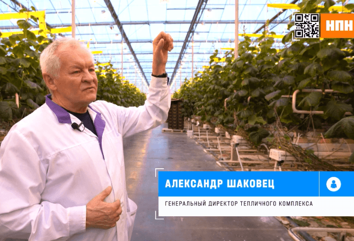 Почему так подрожали огурцы объяснил директор тепличного комплекса из Серпухова