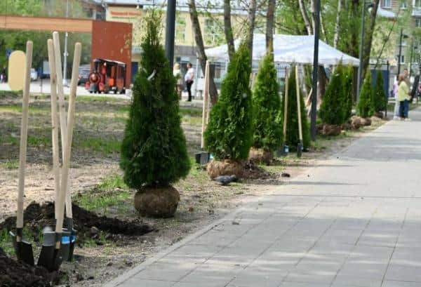 В парке «Питомник» высадили туи для аллеи 34 героев серпуховичей