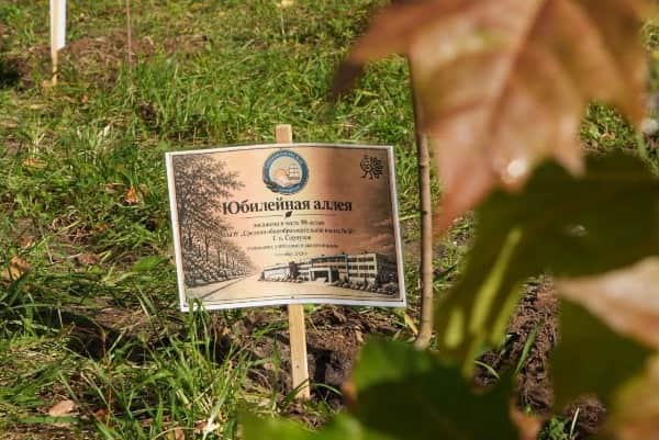 У школы-юбиляра в Серпухове высадили кленовую аллею