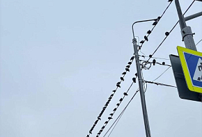 В понедельник некоторые дома Серпухова останутся без света